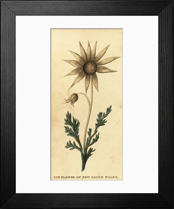 Framed Print : Flannel flower, Actinotus helianthi Framed Print : Flannel flower, Actinotus helianthi