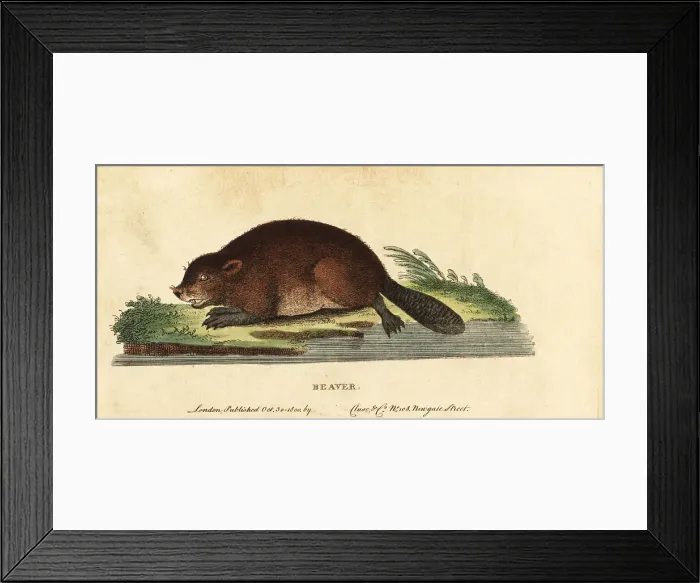 Framed Print : Eurasian beaver, Castor fiber Framed Print : Eurasian beaver, Castor fiber