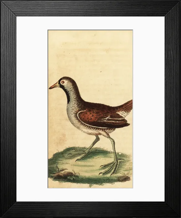 Framed Print : Sora, Porzana carolina Framed Print : Sora, Porzana carolina