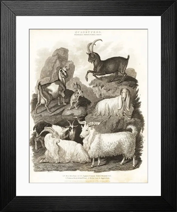 Framed Print : Alpine ibex and various goat species Framed Print : Alpine ibex and various goat species