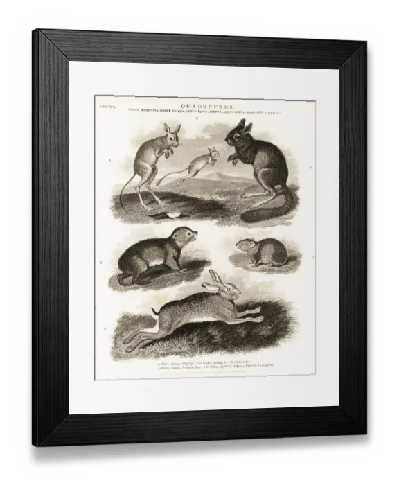 Framed Print : Hare, springhare, jerboa and hyrax species Framed Print : Hare, springhare, jerboa and hyrax species