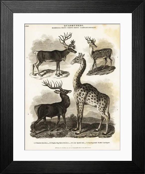 Framed Print : Reindeer, red deer, axis deer and giraffe Framed Print : Reindeer, red deer, axis deer and giraffe