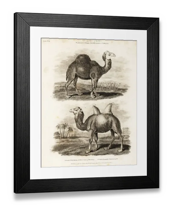 Framed Print : Dromedary and Bactrian camels Framed Print : Dromedary and Bactrian camels