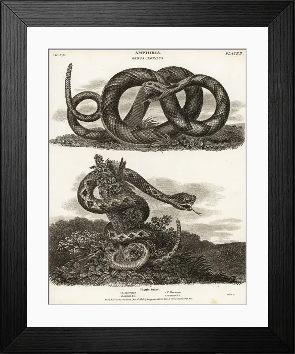 Framed Print : Timber rattlesnake and South American rattlesnake Framed Print : Timber rattlesnake and South American rattlesnake