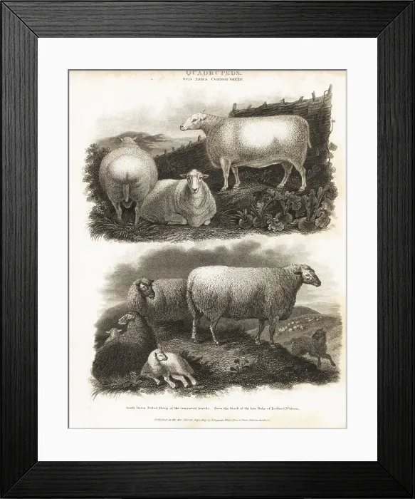 Framed Print : Common sheep and South Down polled sheep, Ovis aries Framed Print : Common sheep and South Down polled sheep, Ovis aries