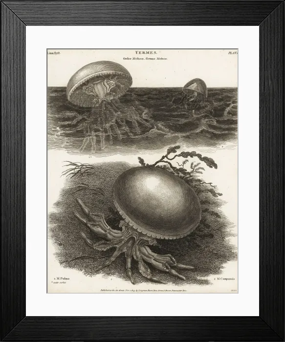 Framed Print : Barrel jellyfish and Catablema vesicarium Framed Print : Barrel jellyfish and Catablema vesicarium