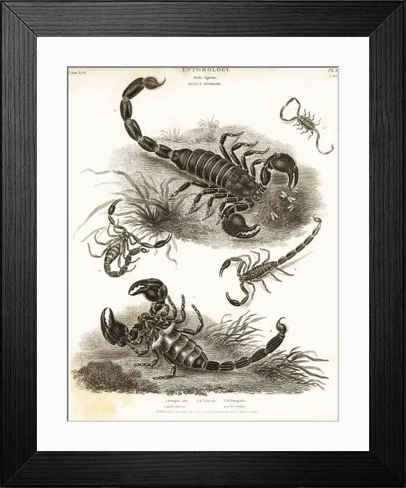 Framed Print : Giant forest scorpion, wood scorpion, etc Framed Print : Giant forest scorpion, wood scorpion, etc