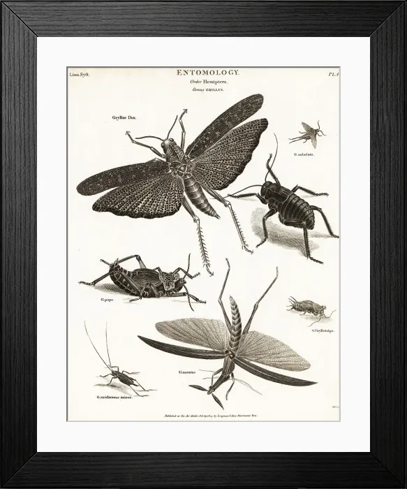 Framed Print : Grasshoppers, crickets, etc Framed Print : Grasshoppers, crickets, etc