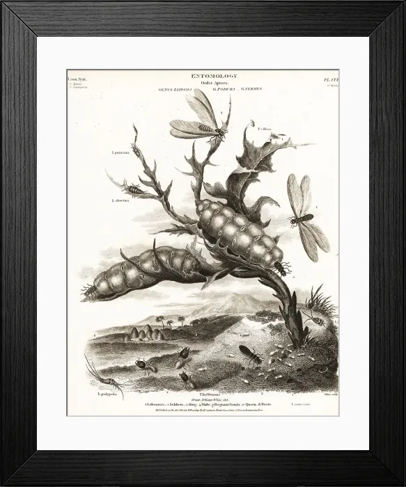 Framed Print : Great African white ant, Macrotermes bellicosus Framed Print : Great African white ant, Macrotermes bellicosus