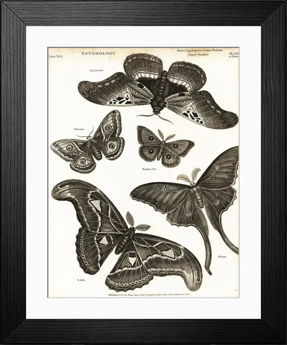 Framed Print : Small emperor moth, tau emperor, etc Framed Print : Small emperor moth, tau emperor, etc