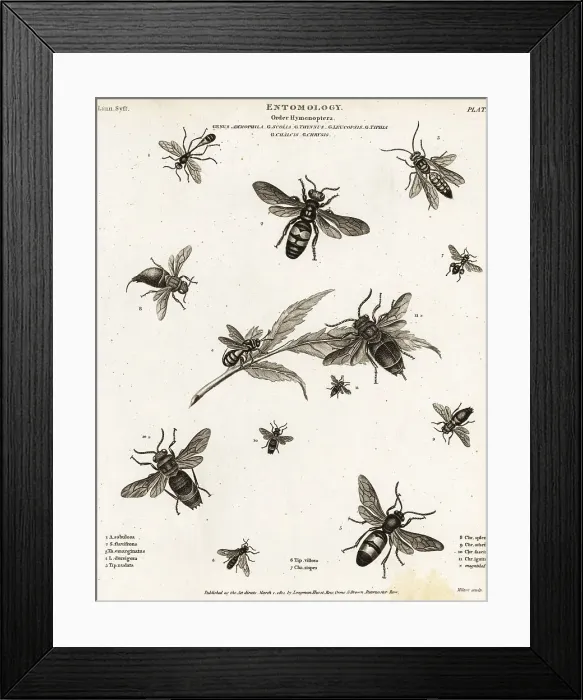 Framed Print : Species of wasps Framed Print : Species of wasps