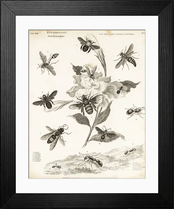 Framed Print : Hornets, bees, ants and velvet ants Framed Print : Hornets, bees, ants and velvet ants