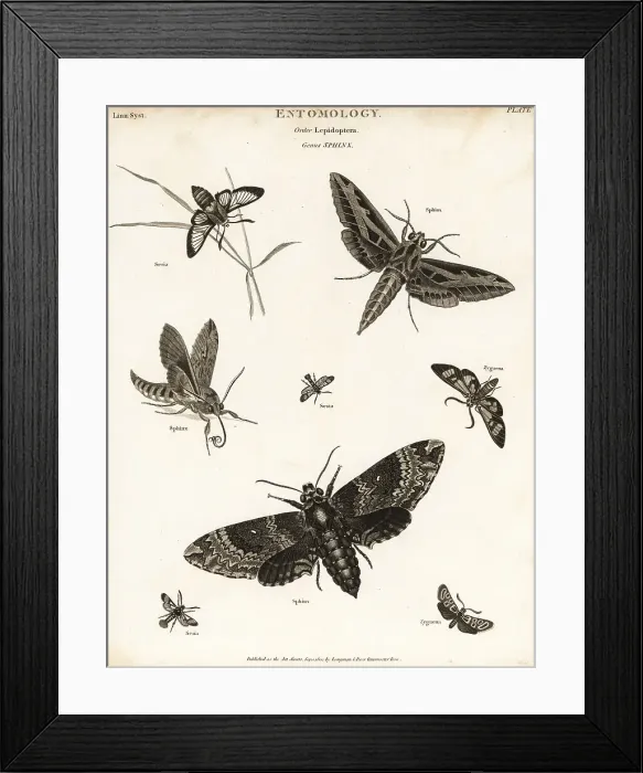 Framed Print : Sphinx moths or hawk moths Framed Print : Sphinx moths or hawk moths