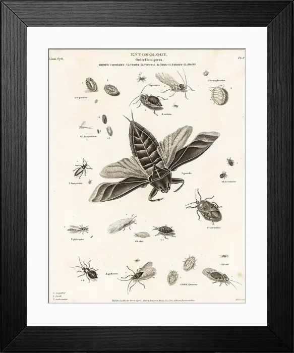 Framed Print : Water scorpion, aphid, bedbug, and scale insects Framed Print : Water scorpion, aphid, bedbug, and scale insects