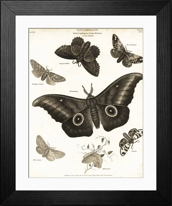Framed Print : Imbrasia obscura, lappet, puss moth, hebe tiger moth, etc Framed Print : Imbrasia obscura, lappet, puss moth, hebe tiger moth, etc