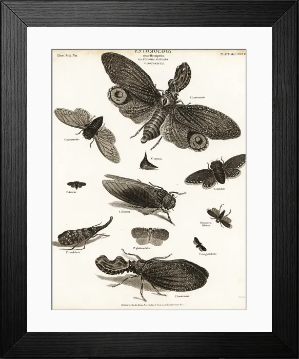 Framed Print : Lantern flies, cicadas, planthoppers, etc Framed Print : Lantern flies, cicadas, planthoppers, etc