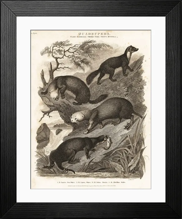 Framed Print : Sea otter, otter, marten and sable Framed Print : Sea otter, otter, marten and sable