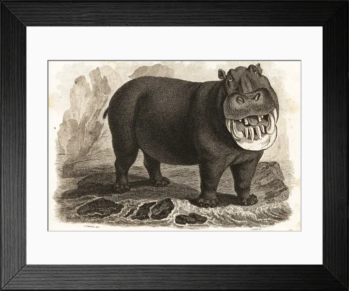 Framed Print : Hippopotamus, Hippopotamus amphibius Framed Print : Hippopotamus, Hippopotamus amphibius