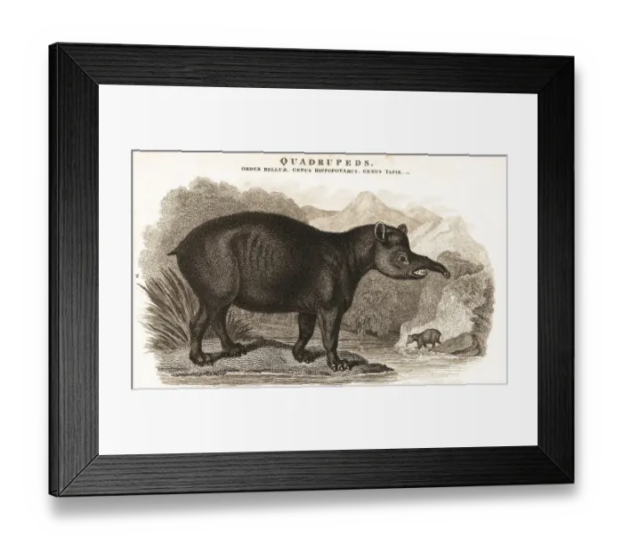 Framed Print : South American tapir, Tapirus terrestris Framed Print : South American tapir, Tapirus terrestris