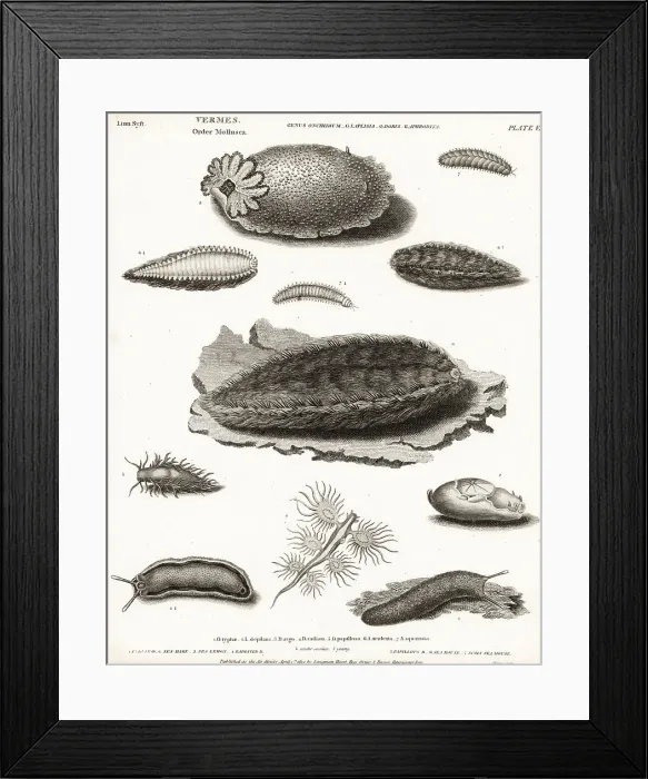 Framed Print : Sea slug, Onchidium typhae 1, depilatory sea hare Framed Print : Sea slug, Onchidium typhae 1, depilatory sea hare