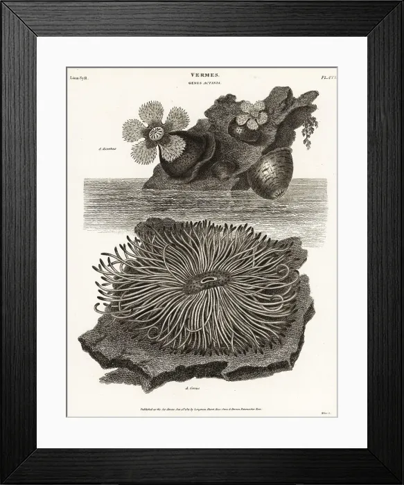 Framed Print : Frilled anemone, Metridium senile Framed Print : Frilled anemone, Metridium senile