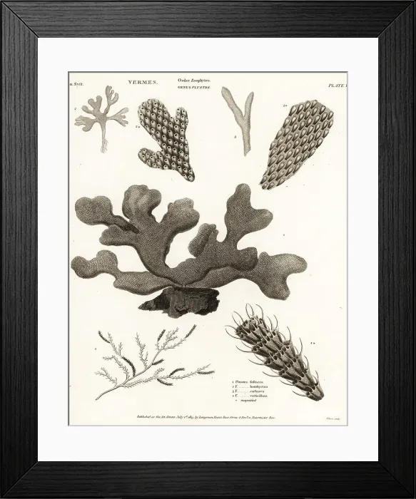 Framed Print : Species of Bryozoans Framed Print : Species of Bryozoans