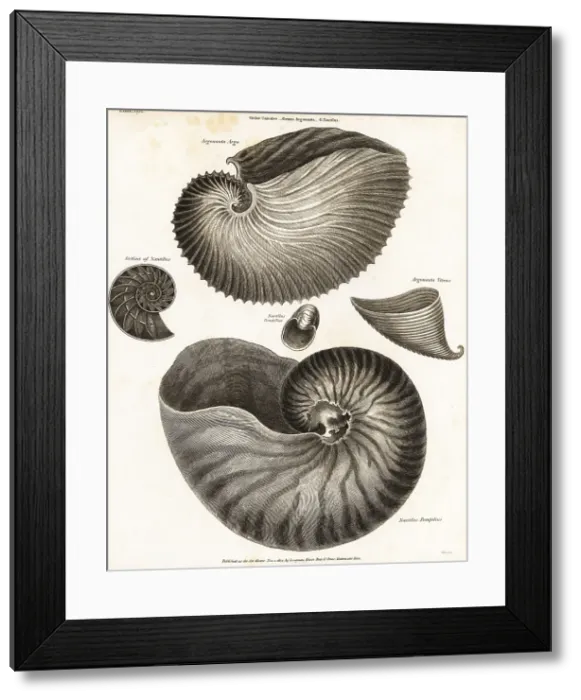 Framed Print : Greater argonaut, glassy nautilus and chambered nautilus Framed Print : Greater argonaut, glassy nautilus and chambered nautilus