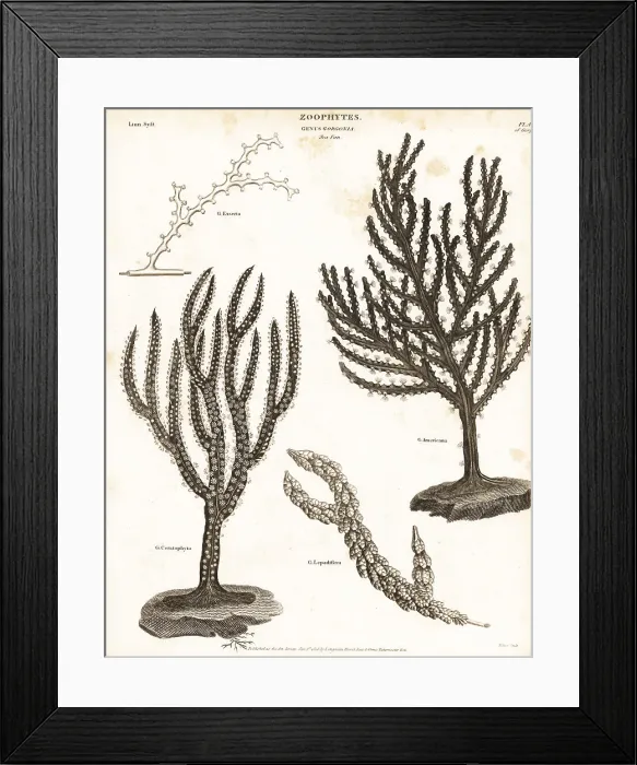 Framed Print : Soft coral sea fan, sea whip, red tree coral and octocoral Framed Print : Soft coral sea fan, sea whip, red tree coral and octocoral