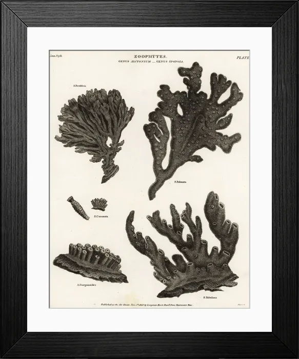 Framed Print : Red beard sponge, demosponge, purse sponge, soft coral, etc Framed Print : Red beard sponge, demosponge, purse sponge, soft coral, etc