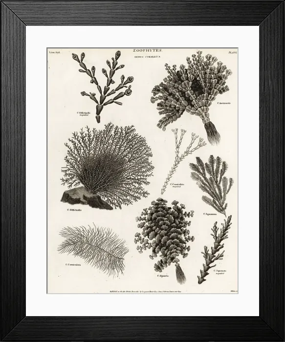 Framed Print : Seaweeds, coral weed and algae Framed Print : Seaweeds, coral weed and algae