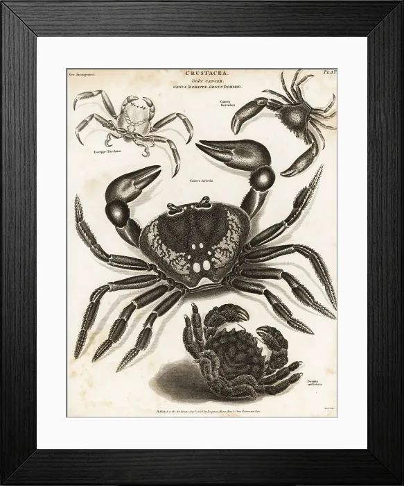Framed Print : Purple land crab, shell-carrying crab, etc Framed Print : Purple land crab, shell-carrying crab, etc