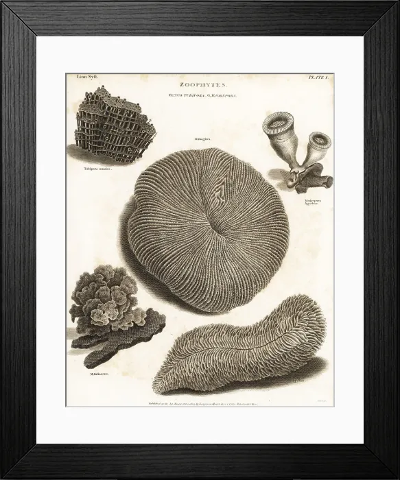Framed Print : Types of stony coral Framed Print : Types of stony coral