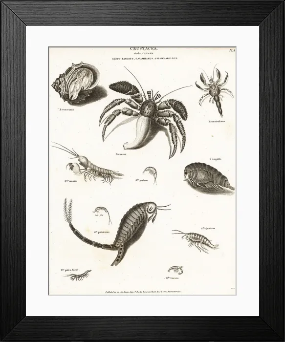 Framed Print : Hermit crabs, mantis shrimp and amphipods Framed Print : Hermit crabs, mantis shrimp and amphipods