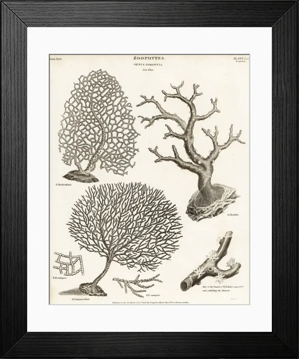 Framed Print : Gorgonian soft corals and red coral Framed Print : Gorgonian soft corals and red coral