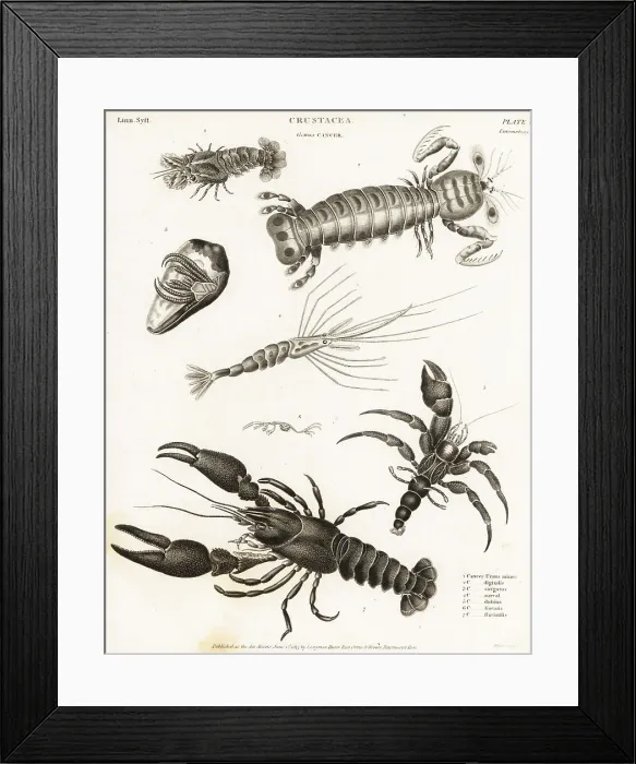 Framed Print : Lobster, shrimp and hermit crab species Framed Print : Lobster, shrimp and hermit crab species