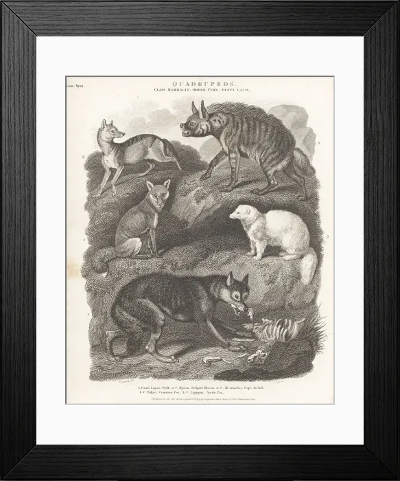 Framed Print : Species of wolf, hyaena, and fox Framed Print : Species of wolf, hyaena, and fox