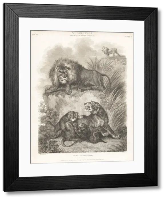 Framed Print : African lion, lioness and cubs, Panthera leo Framed Print : African lion, lioness and cubs, Panthera leo