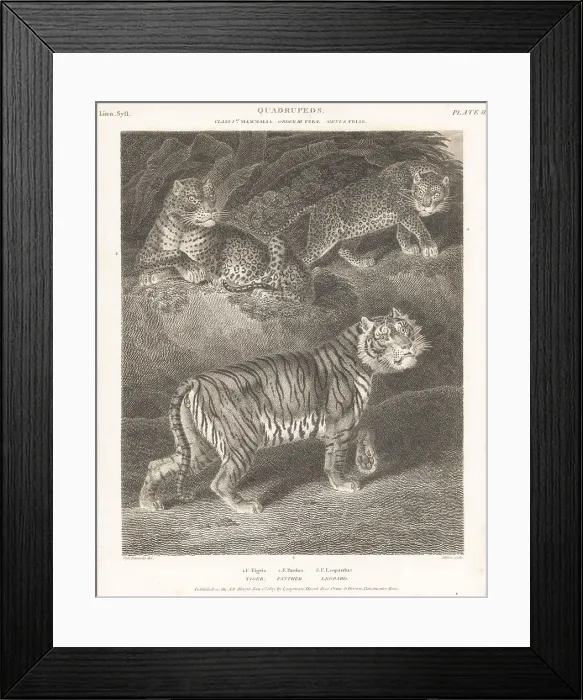 Framed Print : Bengal tiger and African leopards Framed Print : Bengal tiger and African leopards