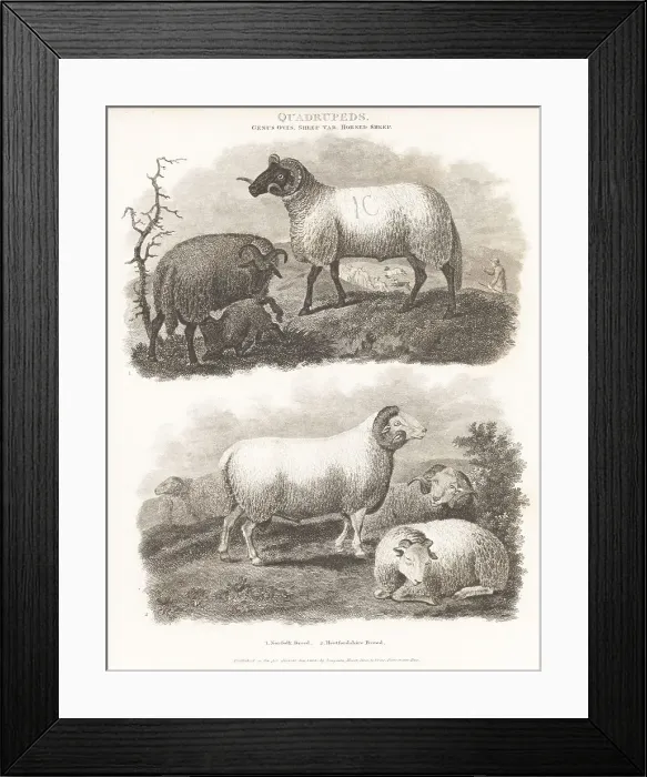 Framed Print : Critically endangered Norfolk Horn and extinct Hertfordshire she Framed Print : Critically endangered Norfolk Horn and extinct Hertfordshire she