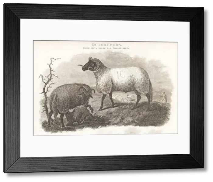Framed Print : Critically endangered Norfolk Horn sheep Framed Print : Critically endangered Norfolk Horn sheep