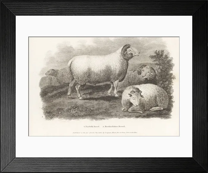 Framed Print : Extinct Hertfordshire sheep Framed Print : Extinct Hertfordshire sheep