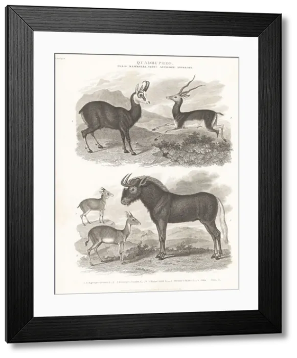 Framed Print : Species of chamois, blackbuck, antelope, gnu, etc Framed Print : Species of chamois, blackbuck, antelope, gnu, etc