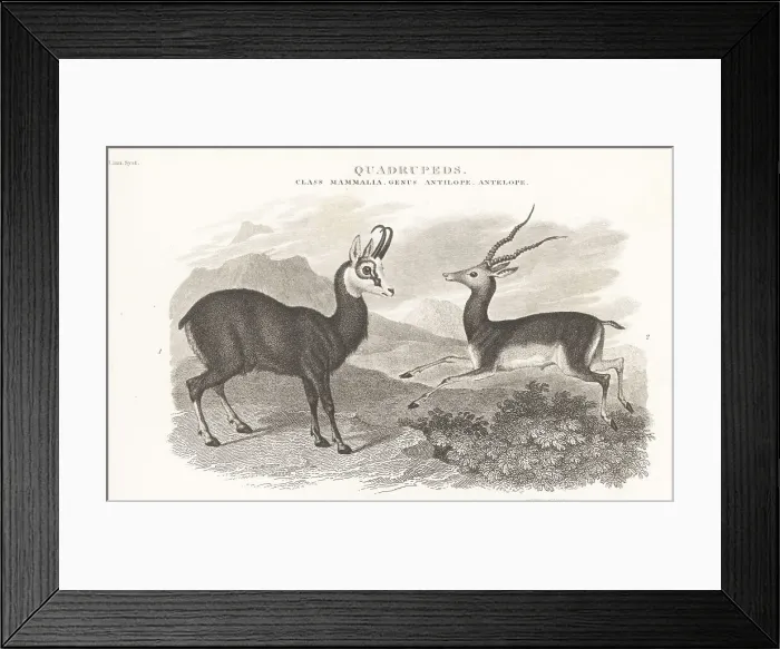 Framed Print : Chamois and blackbuck Framed Print : Chamois and blackbuck