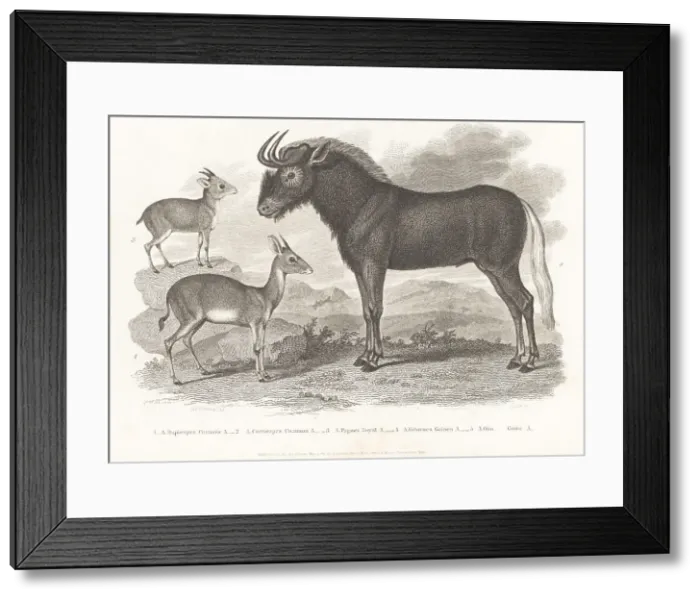 Framed Print : Royal antelope, bush duiker and white-tailed gnu Framed Print : Royal antelope, bush duiker and white-tailed gnu