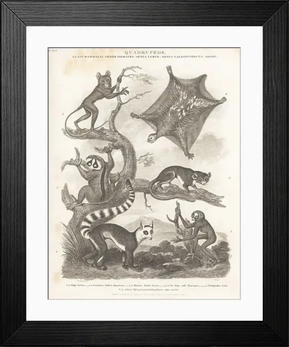 Framed Print : Species of tarsier, lemur and loris Framed Print : Species of tarsier, lemur and loris