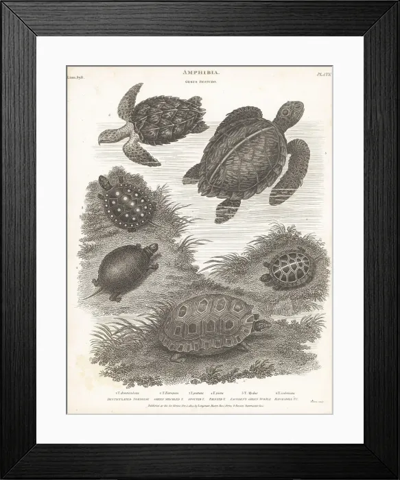 Framed Print : Species of turtles and tortoises Framed Print : Species of turtles and tortoises
