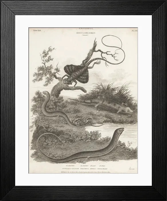 Framed Print : Species of skink, lizard and flying dragon Framed Print : Species of skink, lizard and flying dragon