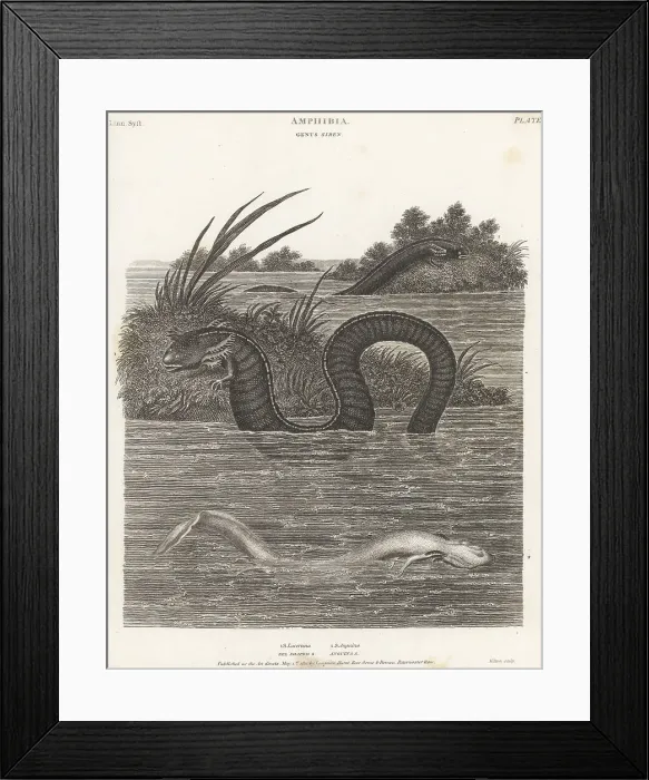 Framed Print : Greater siren and olm