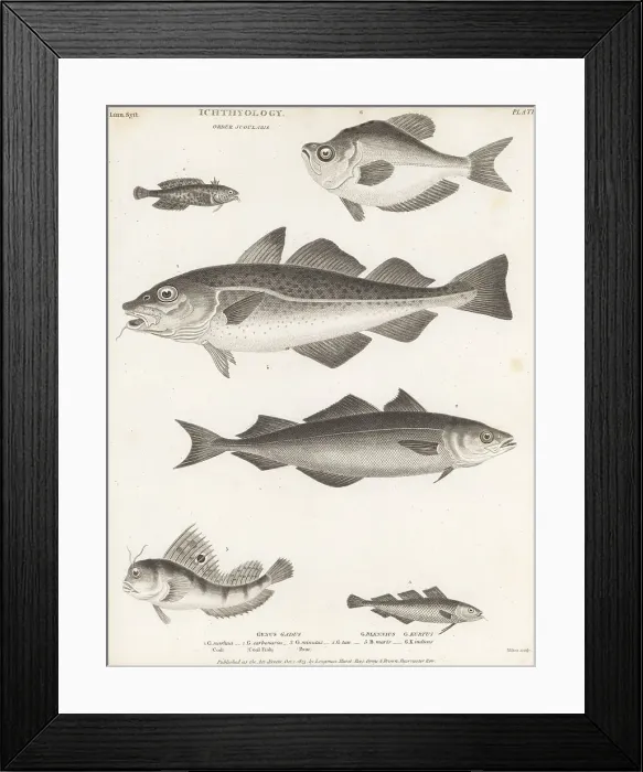 Framed Print : Species of cod, saithe, blenny and humphead fish Framed Print : Species of cod, saithe, blenny and humphead fish