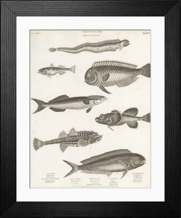Framed Print : Species of mahi-mahi, bullhead, remora, goby, etc Framed Print : Species of mahi-mahi, bullhead, remora, goby, etc
